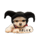 ポメたまちゃん-1-（個別スタンプ：4）