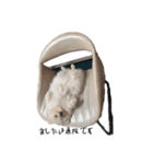 ポメたまちゃん-1-（個別スタンプ：27）
