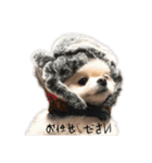 ポメたまちゃん-1-（個別スタンプ：34）