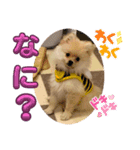 ポメラニアン のむぎちゃん（個別スタンプ：1）