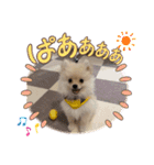 ポメラニアン のむぎちゃん（個別スタンプ：2）