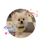 ポメラニアン のむぎちゃん（個別スタンプ：3）