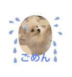 ポメラニアン のむぎちゃん（個別スタンプ：4）