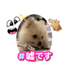 ポメラニアン のむぎちゃん（個別スタンプ：5）