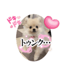 ポメラニアン のむぎちゃん（個別スタンプ：6）