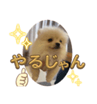 ポメラニアン のむぎちゃん（個別スタンプ：8）