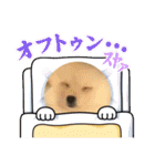 ポメラニアン のむぎちゃん（個別スタンプ：9）