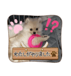 ポメラニアン のむぎちゃん（個別スタンプ：12）
