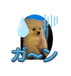 ポメラニアン のむぎちゃん（個別スタンプ：14）