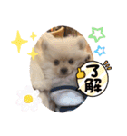 ポメラニアン のむぎちゃん（個別スタンプ：15）