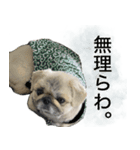 新潟弁で話すペキニーズ（個別スタンプ：5）