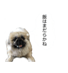 新潟弁で話すペキニーズ（個別スタンプ：6）