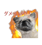 新潟弁で話すペキニーズ（個別スタンプ：7）