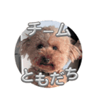 だめな犬くん（個別スタンプ：2）