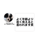 だめな犬くん（個別スタンプ：3）