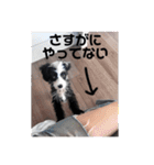 だめな犬くん（個別スタンプ：12）