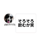 だめな犬くん（個別スタンプ：14）