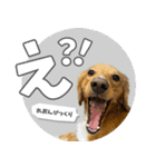 うちの子スタンプ ダックスフンド（個別スタンプ：2）