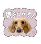 うちの子スタンプ ダックスフンド（個別スタンプ：3）