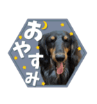 うちの子スタンプ ダックスフンド（個別スタンプ：4）