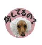 うちの子スタンプ ダックスフンド（個別スタンプ：8）