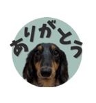 うちの子スタンプ ダックスフンド（個別スタンプ：11）