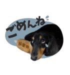 うちの子スタンプ ダックスフンド（個別スタンプ：12）