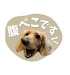 うちの子スタンプ ダックスフンド（個別スタンプ：13）