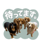 うちの子スタンプ ダックスフンド（個別スタンプ：14）
