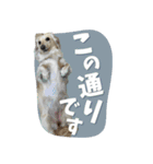 うちの子スタンプ ダックスフンド（個別スタンプ：17）