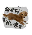 うちの子スタンプ ダックスフンド（個別スタンプ：19）