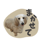 うちの子スタンプ ダックスフンド（個別スタンプ：20）