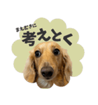 うちの子スタンプ ダックスフンド（個別スタンプ：22）