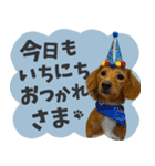 うちの子スタンプ ダックスフンド（個別スタンプ：24）