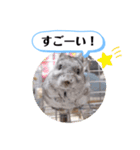 健造ファミリー ④（個別スタンプ：33）