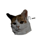 Gねこ（個別スタンプ：1）