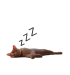 Gねこ（個別スタンプ：2）