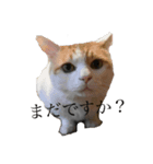 Gねこ（個別スタンプ：3）
