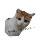 Gねこ（個別スタンプ：4）
