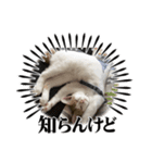 Gねこ（個別スタンプ：6）