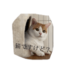 Gねこ（個別スタンプ：7）