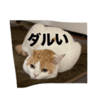 Gねこ（個別スタンプ：8）