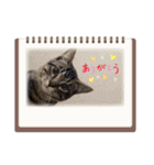 うち猫と子供たちのイラスト（個別スタンプ：3）