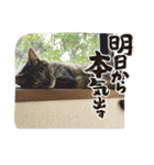 うち猫と子供たちのイラスト（個別スタンプ：9）