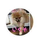 まるまーる（ポメラニアン）（個別スタンプ：8）