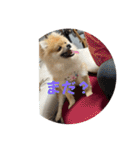 まるまーる（ポメラニアン）（個別スタンプ：14）