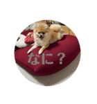 まるまーる（ポメラニアン）（個別スタンプ：20）