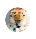 まるまーる（ポメラニアン）（個別スタンプ：24）