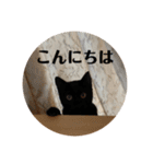 おぬま家のねこたち（個別スタンプ：3）