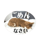 おぬま家のねこたち（個別スタンプ：5）